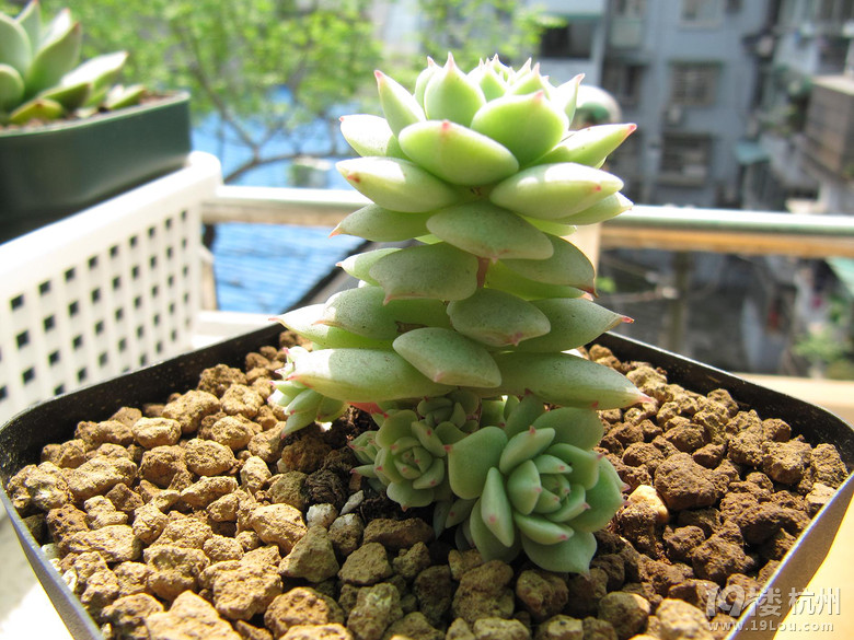 (多肉植物党)超徒静夜变身～12头群生老桩静夜(抹茶 拔叶法)