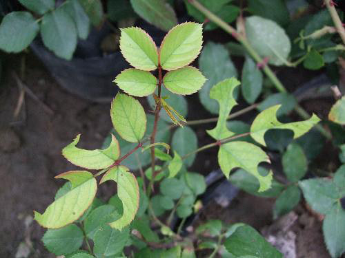 月季被切叶蜂偷走了,怎么办