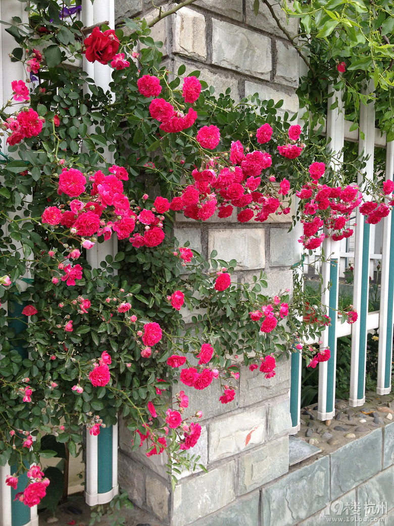 "红罗莎莉"来袭