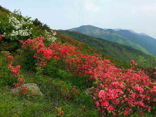 20:13:19 2540 阅读 13 回复 早就听说遂昌高坪杜鹃花满山遍野很漂亮