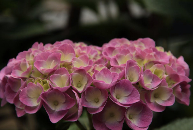 暗香浮动之风车茉莉