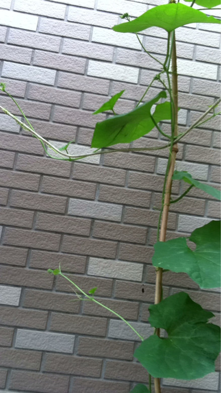 丝瓜压蔓产量 