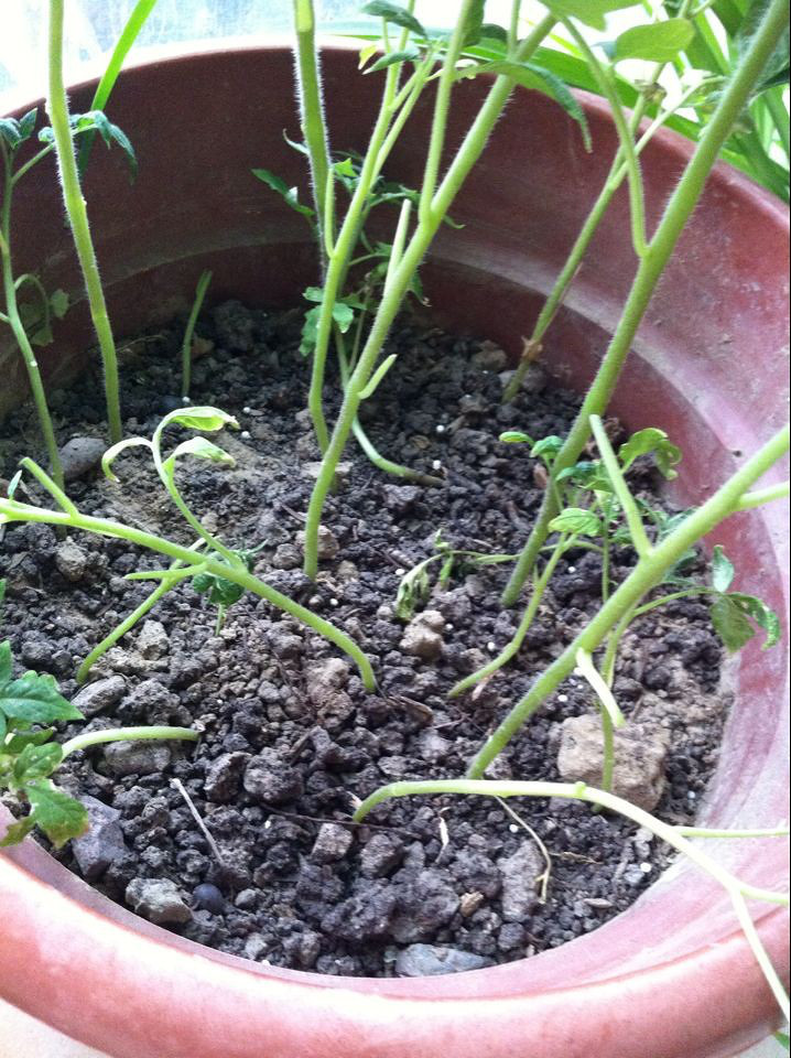 圣女果苗成长不好