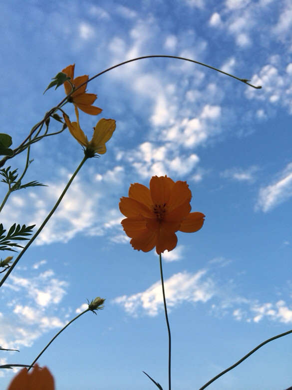 慢下脚步…抬头望天空.原来杭州如此美丽