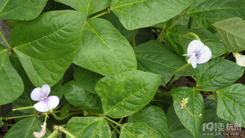 清新淡雅的缸豆花