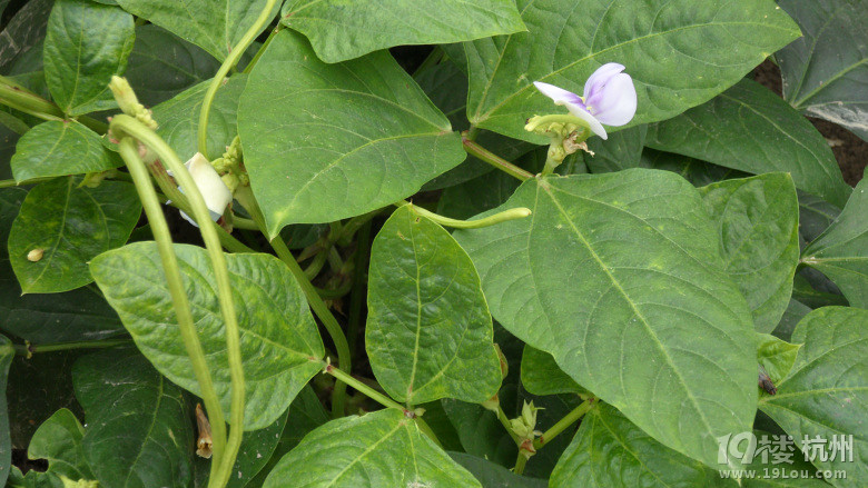 清新淡雅的缸豆花