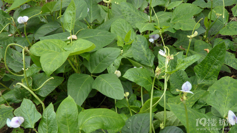 清新淡雅的缸豆花