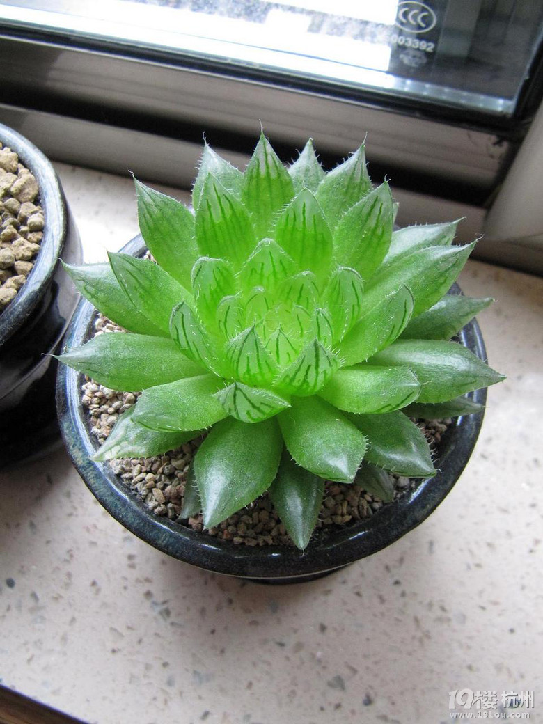 多肉植物党爆盆型美晶莹剔透夏天的励志樱水晶