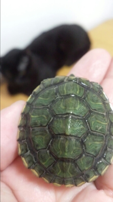 巴西龟背上长黑斑了怎么办