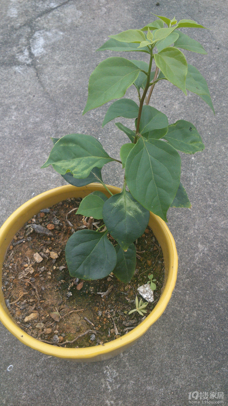 绿叶樱花扦插活了