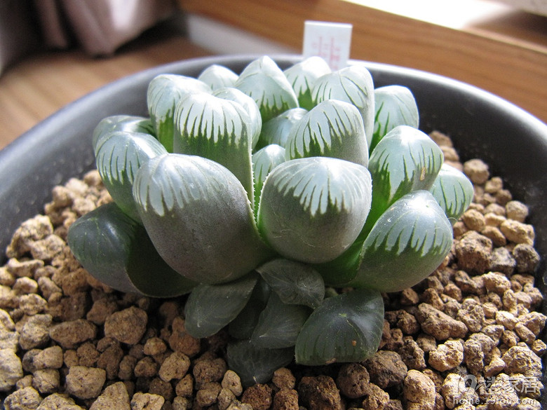 多肉植物党岛国硬货玉露系列之十一糯色大窓玉露