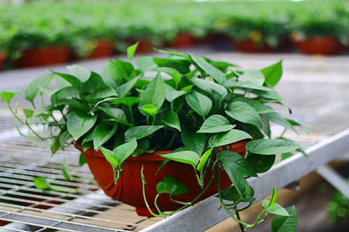 绿萝的养殖方法和注意事项?让一片绿叶变成一室绿意盎然!