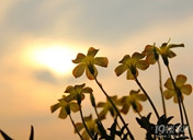 middle_690x460-175900_v2_18141423303140323_3e336ed6eac681656d85e422b50ad750_����.jpg
