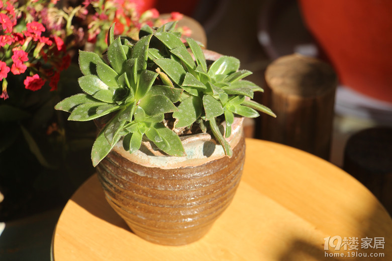 江户紫开花倒计时