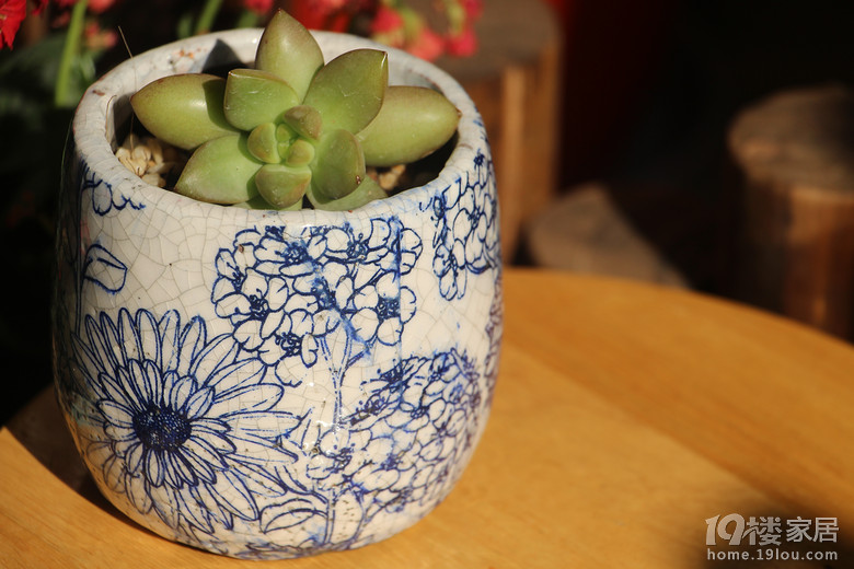 江户紫开花倒计时