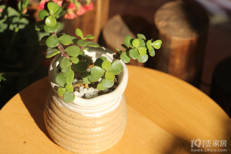 江户紫开花倒计时