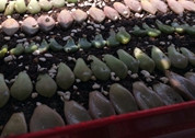 middle_640x640-233340_v2_13351423755220764_96f0a78347dd37240d4867c0d27bc2aa_����.jpg