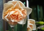 middle_640x360-123047_v2_18961425097847917_2544dc9489458b85e73206d23868dc35_����.jpg