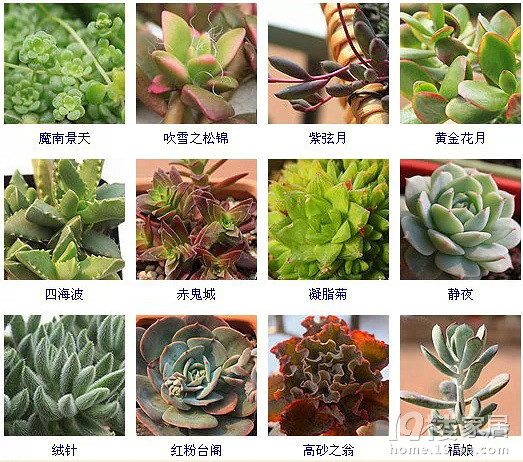 60种盆栽植物名称图片