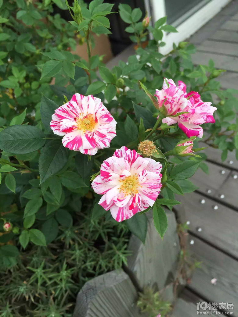 上图 月季想转掉,可以换铁不- -或者贴米 收藏 星条旗