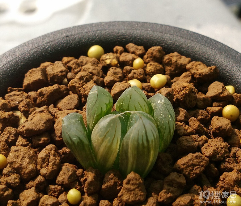 多肉植物党抹茶家玉露之22弹大型黑肌黑葡萄玉露锦