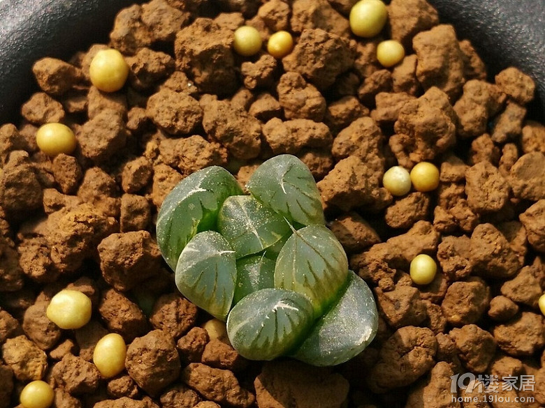 多肉植物党抹茶家玉露之22弹大型黑肌黑葡萄玉露锦