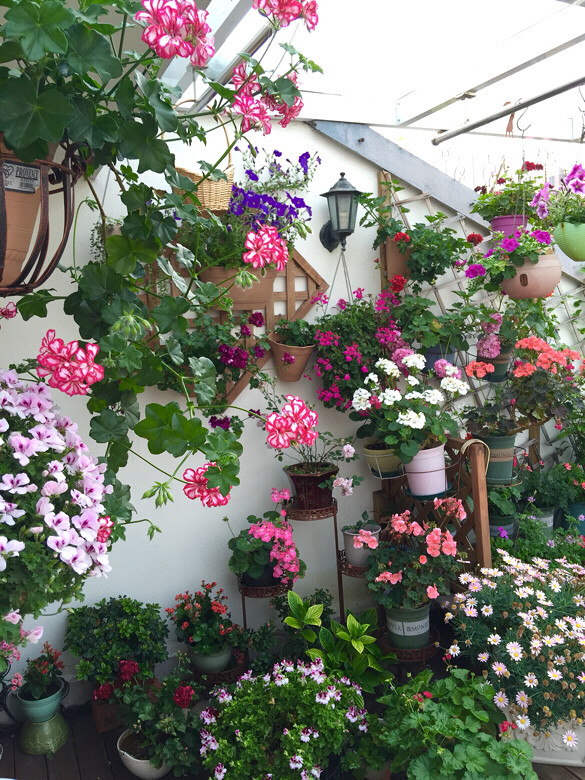 【宁馨儿的花园】美丽的天竺葵 拥有幸福的花儿