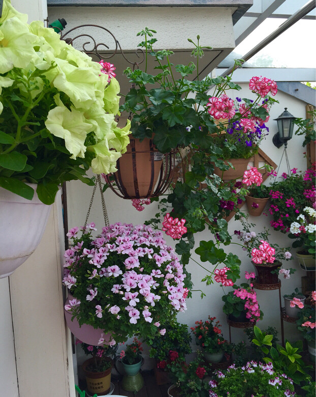 【宁馨儿的花园】美丽的天竺葵 拥有幸福的花儿