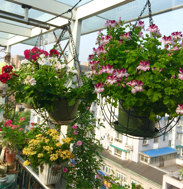 【宁馨儿的花园】美丽的天竺葵 拥有幸福的花儿