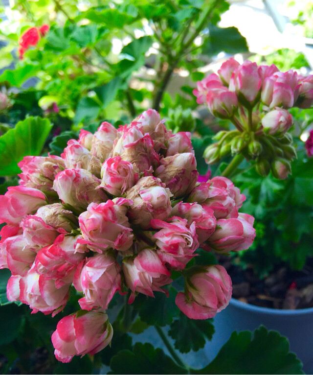 【寧馨兒的花園】美麗的天竺葵 擁有幸福的花兒