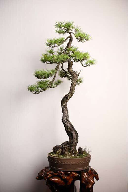 栉风沐雨三十载风度翩翩佳公子黄山松