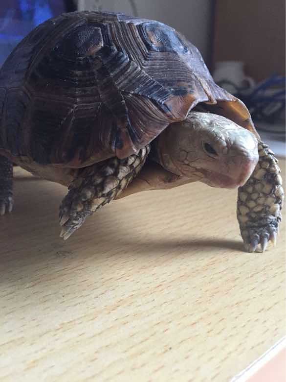 【转让】宁波市区转让缅甸陆龟一只.因宿舍