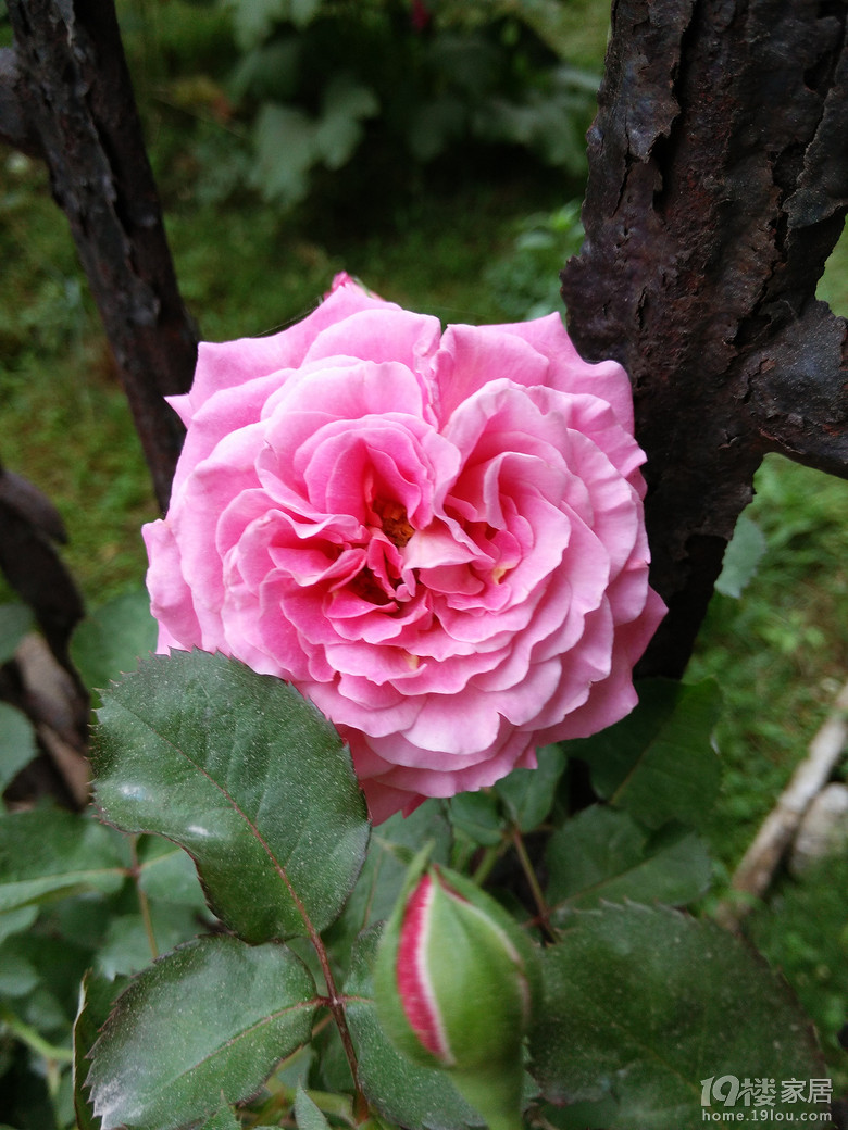 艾格尼丝,又爱又恨的一款月季