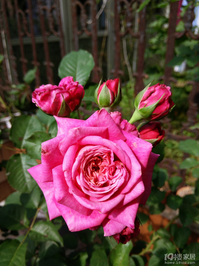 艾格尼丝,又爱又恨的一款月季