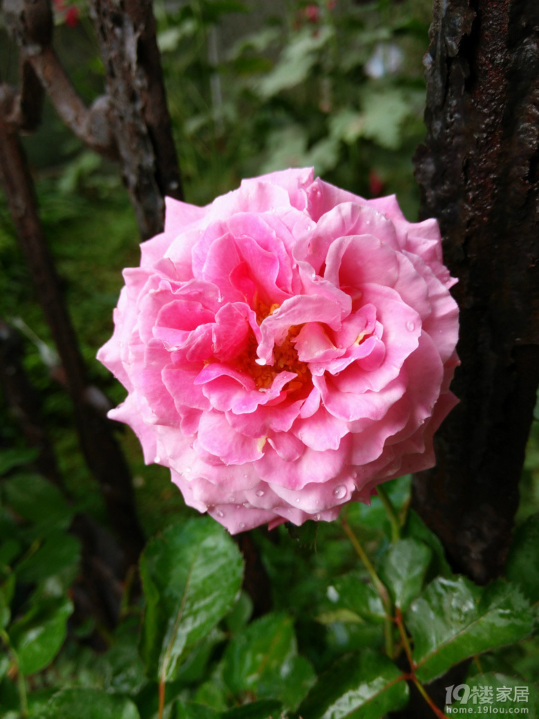 艾格尼丝,又爱又恨的一款月季