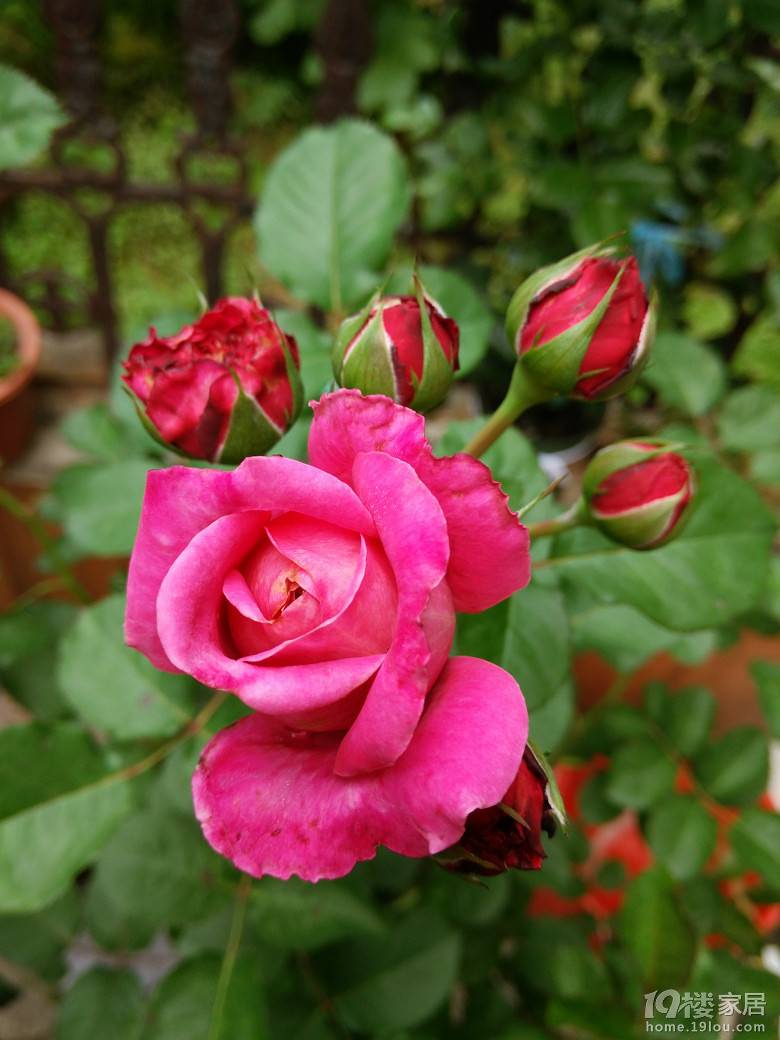 艾格尼丝,又爱又恨的一款月季