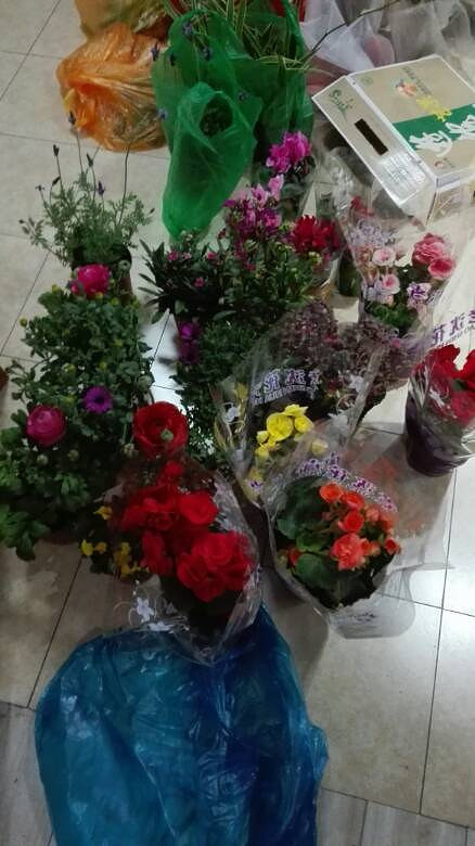 昨天去新机买了一堆花