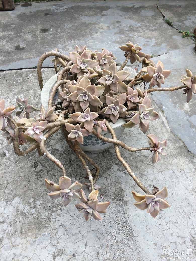 十几年胧月老庄