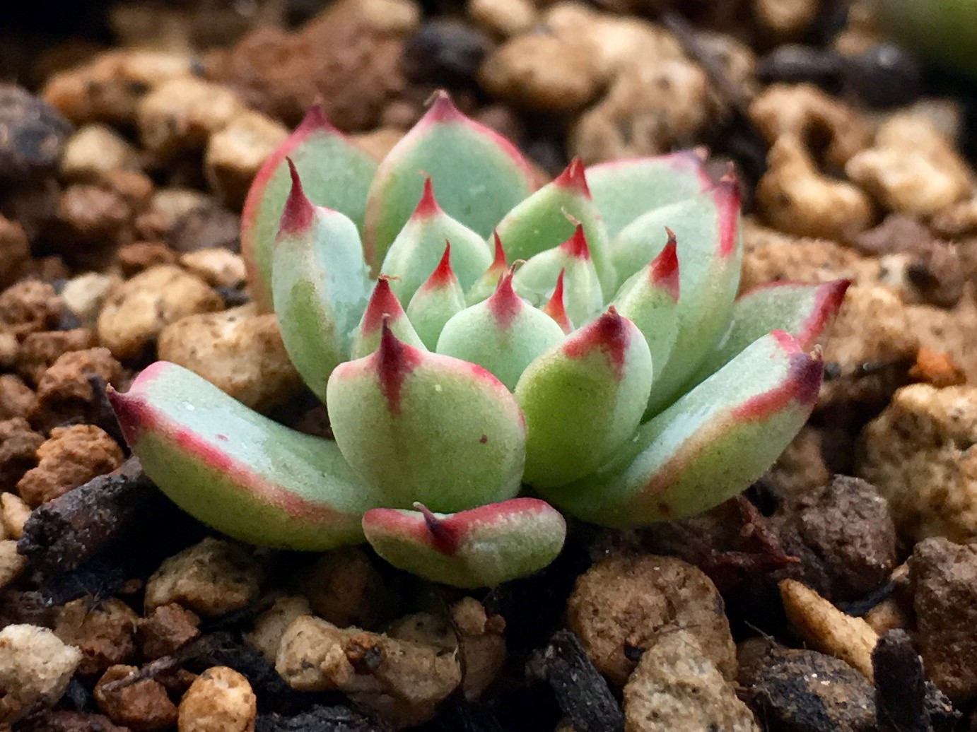 (多肉植物党)姬莲