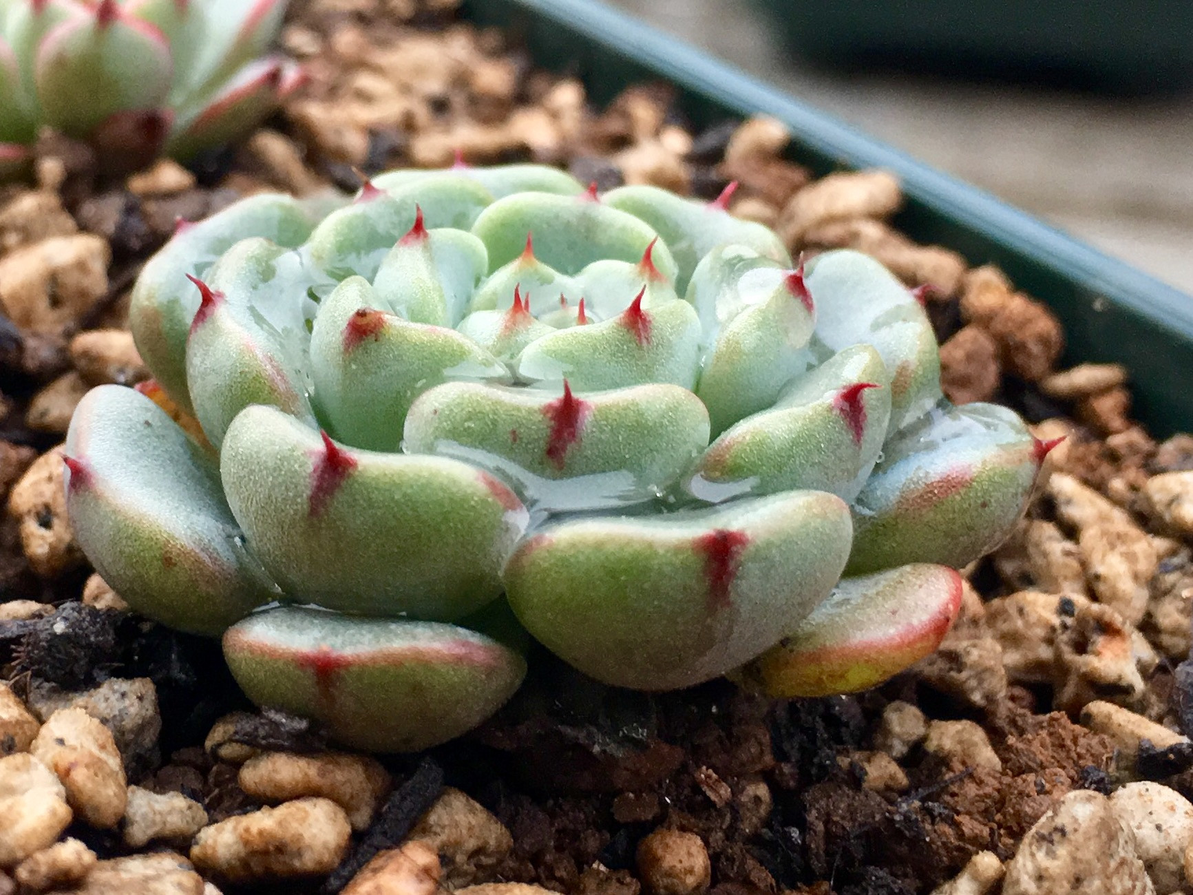 (多肉植物党)姬莲