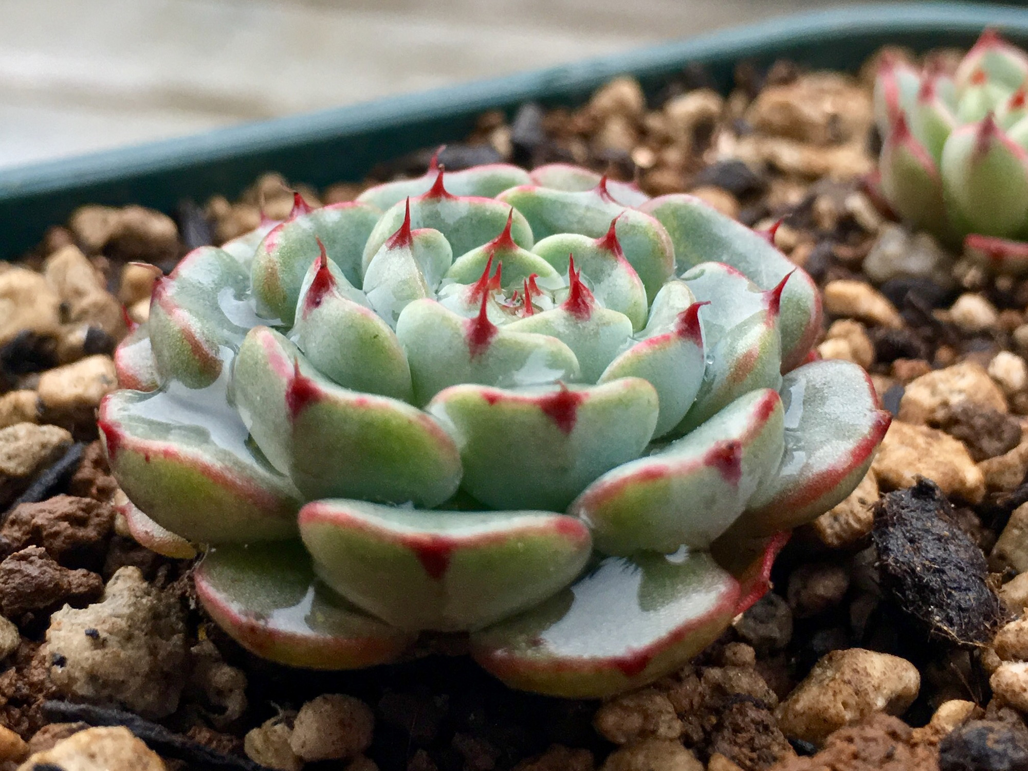 (多肉植物党)姬莲