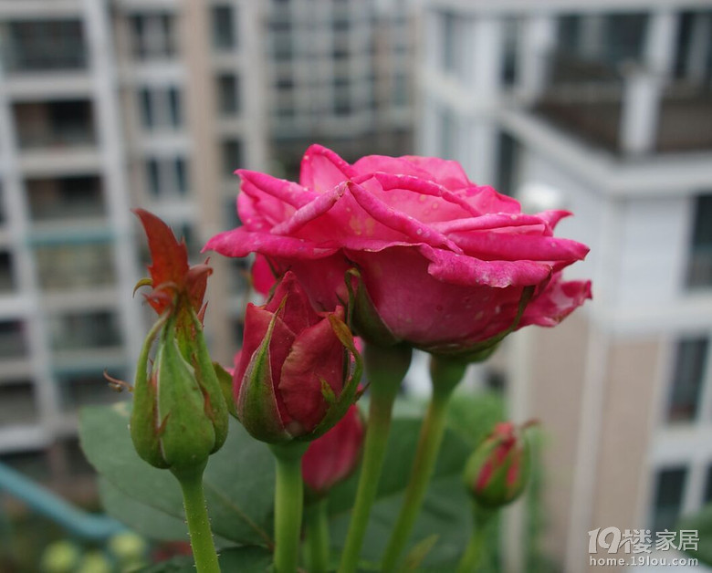 春雨绵绵淋花残16-5-9