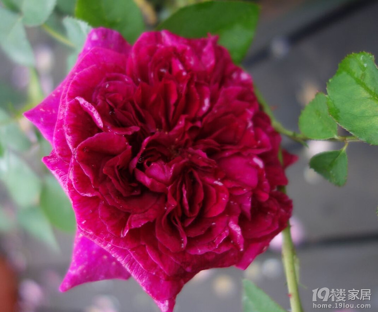 春雨绵绵淋花残16-5-9