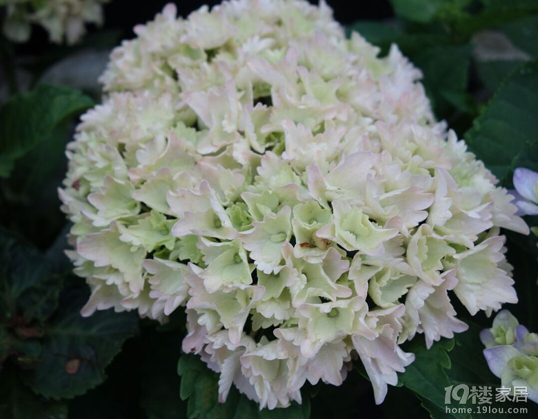 春雨绵绵淋花残16-5-9