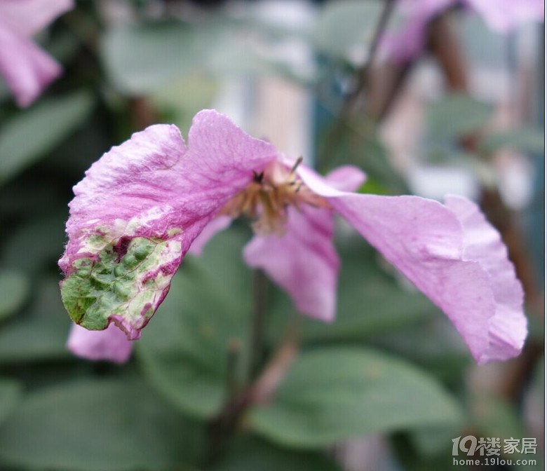 春雨绵绵淋花残16-5-9