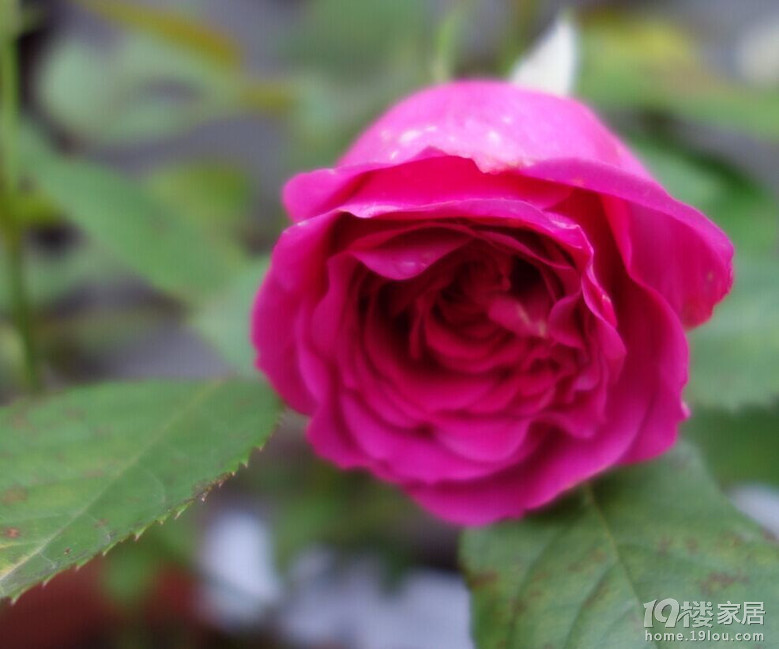 春雨绵绵淋花残16-5-9