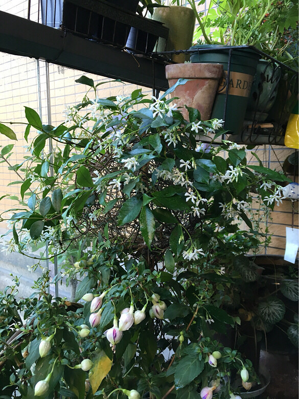 风车茉莉香味浓郁,棒棒糖造型是自己diy