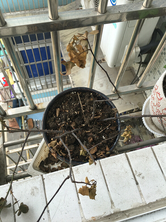求助,月季花快死了