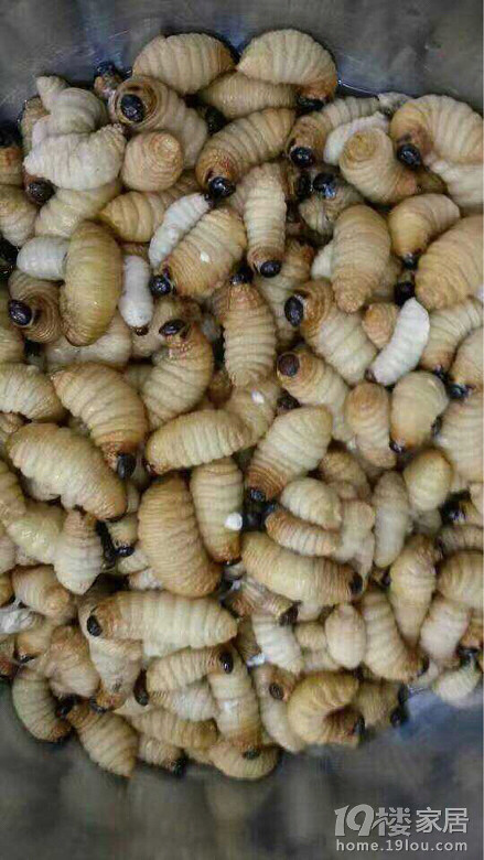 有认识这虫的吗蛋白质好高的哦