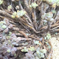 dx3_����.jpg
